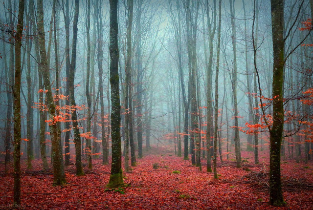 Mystical and Beautiful Forest Photography by Patrice Thomas