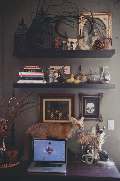 I'm Not Wordy™ #taxidermy