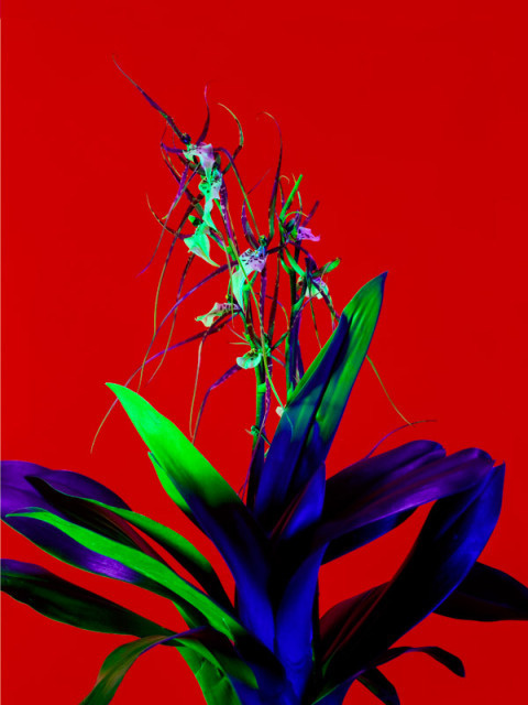 Torkil Gudnason | PICDIT #red #photo #color #photography #art #flowers