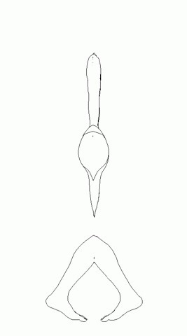 FFFFOUND! #animation