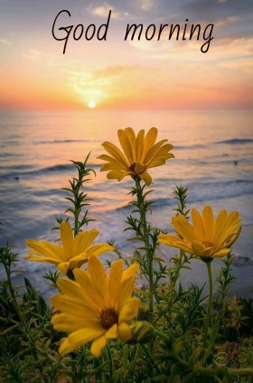 good morning images