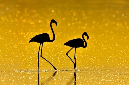 Merde! - Photography (byÂ Nikolai Zinoviev,... #photography #animals