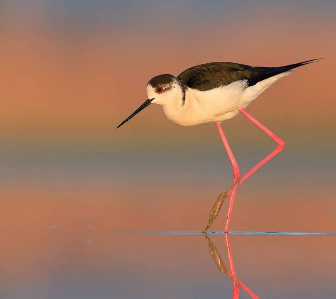 Birds of Italy: Beautiful Birds Photography by Lorenzo Magnolfi