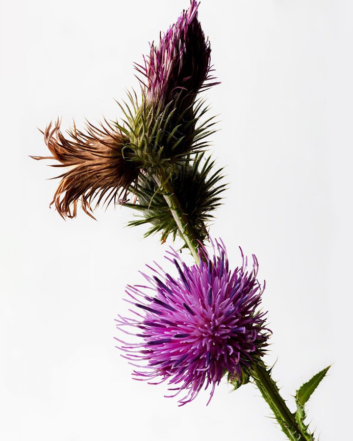 roadside beauty, still life photography by © Sofus Graae Studio. #Stilllife #stilllifephotography #SofusGraae #Studio #editorial #flower #green
