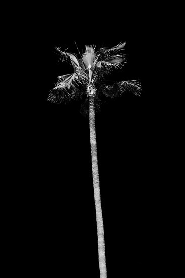 julien roubinet photography - Palm tree #palm #tree #b&w #photography #nature #poster