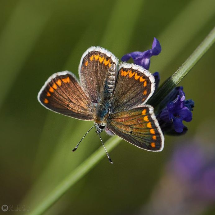 Beautiful Butterfly Pictures by Sandra Graf