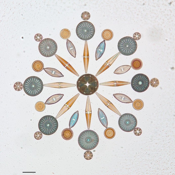 We are all in this together. - Synaptic Stimuli #sciences #biology #of #academy #microscope #art #california