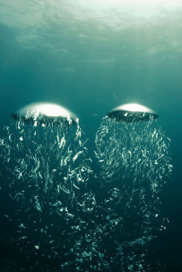 Kurt Arrigo #inspiration #photography #underwater