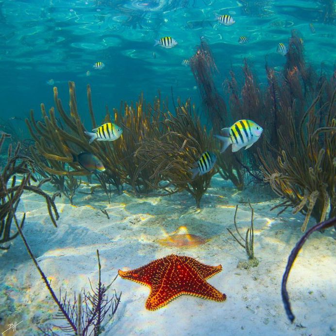 Striking Underwater Photography by Ben Hicks