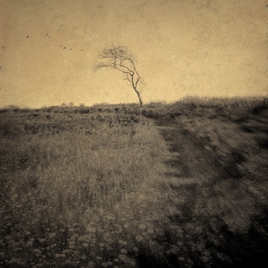 Natalia's Path 2, Artwork by Joan Kocak #tree