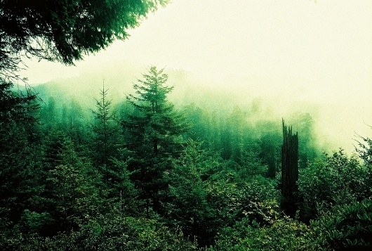 Untitled | Flickr - Photo Sharing! #photography
