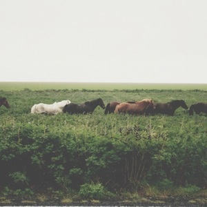 horses in iceland