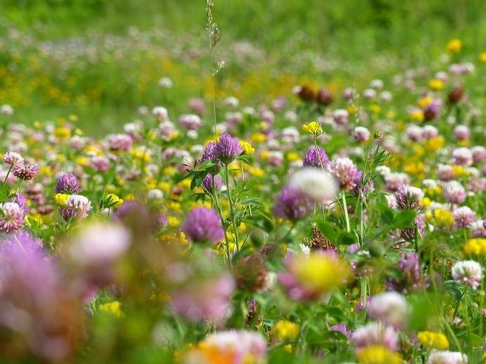 A Walk In The Meadow Photograph #sun #field #grass #photo #yellow #photography #purple #spring #flowers #green