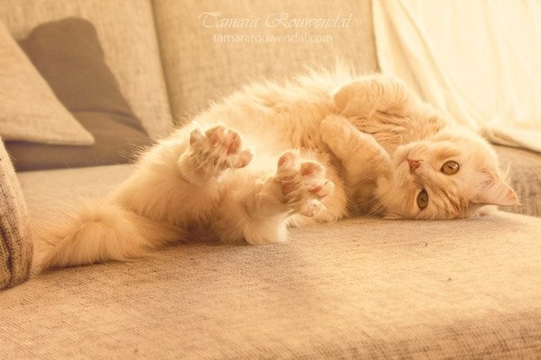 Cats Photography by Tamara Rouwendal #photography #cats