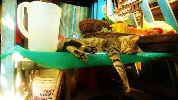 https://www.facebook.com/DavidWalbyPhotography #sleep #cat #hang #peru #chill