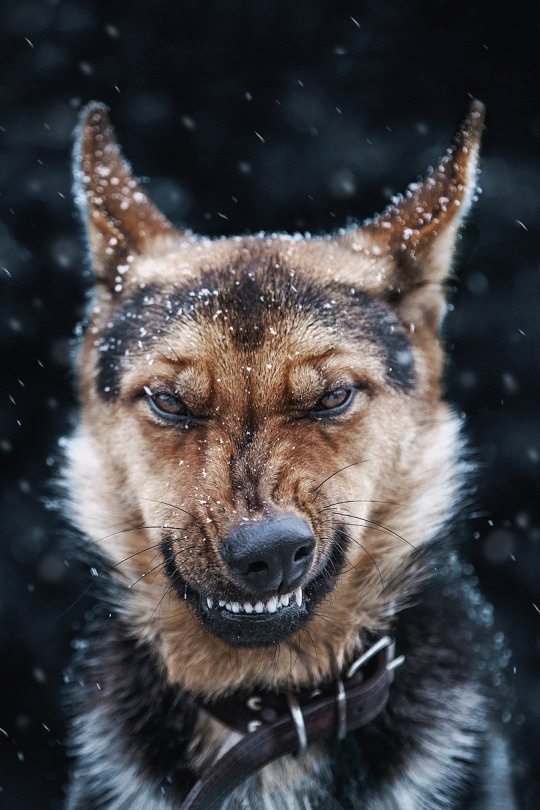 Source:mstrkrftz.com #dog