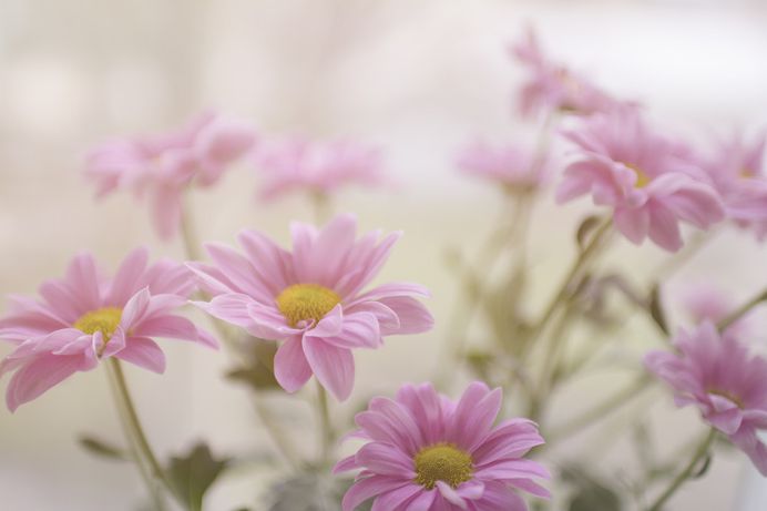 Flower, bouquet, hydrangea and baby's breath HD photo by Charissa T. (@charissat) on Unsplash