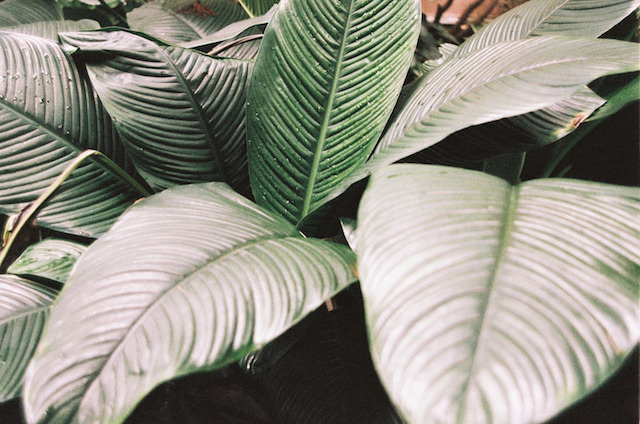 (5) Tumblr #wet #leafs