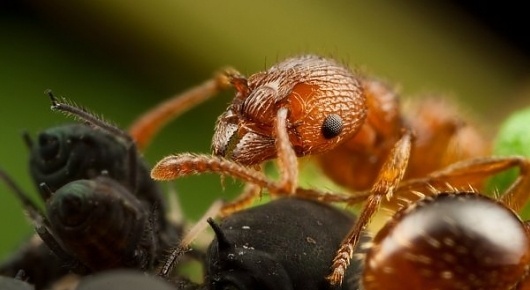 Insect Photography by Alistair Campbell » Creative Photography Blog #inspiration #photography #macro