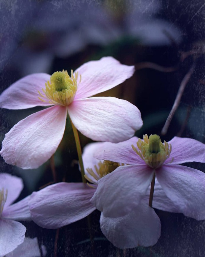 Beautiful Macro Flowers Photography by Tasha Tajdel