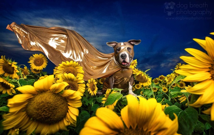 Expressive And Whimsical Portraits of Dogs by Kaylee Greer