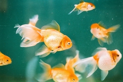Sara Lindholm - tiger-tales: 2731_18 (by 陳嘉勵) #goldfish
