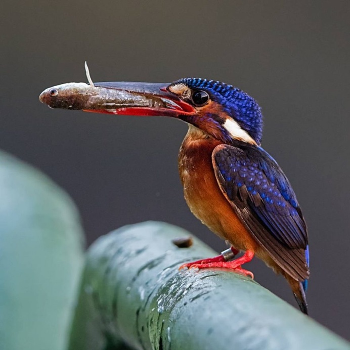 Amazing Bird Photography by Johnson Chua