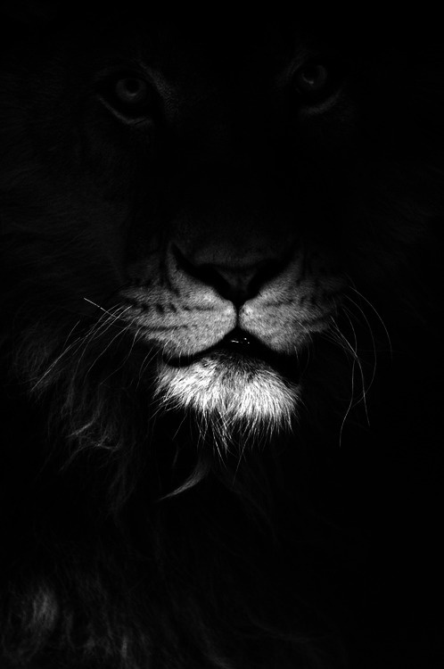 jumanji | Tumblr