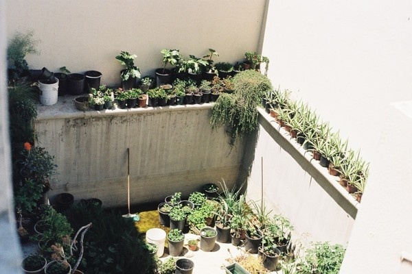 Freunde von Freunden — Sharlene Garcia — Visual Artist, Home, La Libertad, Tijuana — http://www.freundevonfreunden.com/interviews/shar #mexico #plants