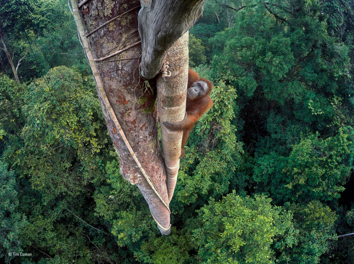 2016 Wildlife Photographer of the Year Awards