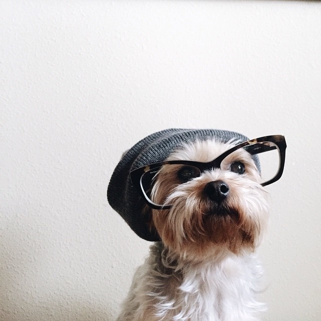 Hipster Dog #photography #hipster #dog