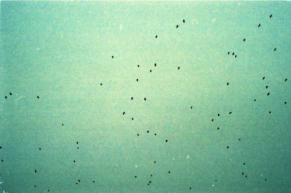 ∆ Birds ∆ | Triangular Love. #birds #vienna #sky