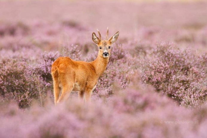 Gorgeous Animal Portraits by Pim Leijen
