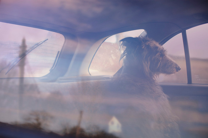 The Silence of Dogs In Cars by Martin Usborne #color