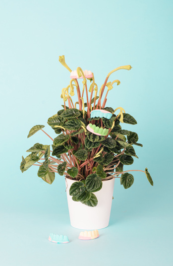 Cocolia
