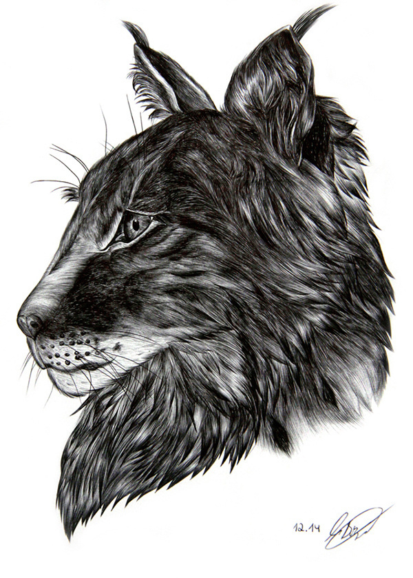 ● LYNX POSTER / on Behance #animation #biro #fineart #head #drawing #fur #illustration #gif #poster #lynx #watercolor #animal