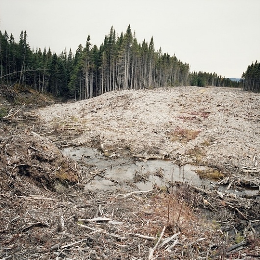 Isabelle Alexandra Ricq #canada #ricq #isabelle #snow #landscape #trees