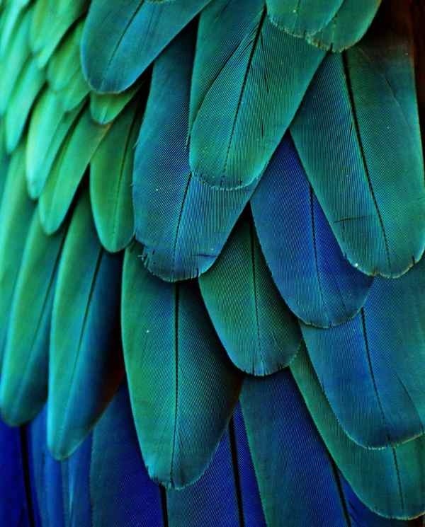 bird, feathers #nature #animal #feathers #bird