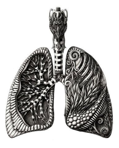 Everything / Hand drawn Anatomy on the Behance Network — Designspiration #anatomical #illustration #lungs #medical #bw