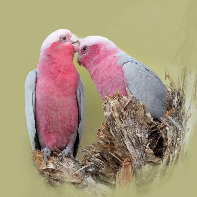Birds of Australia: Beautiful Bird Photography by Heather Thorning