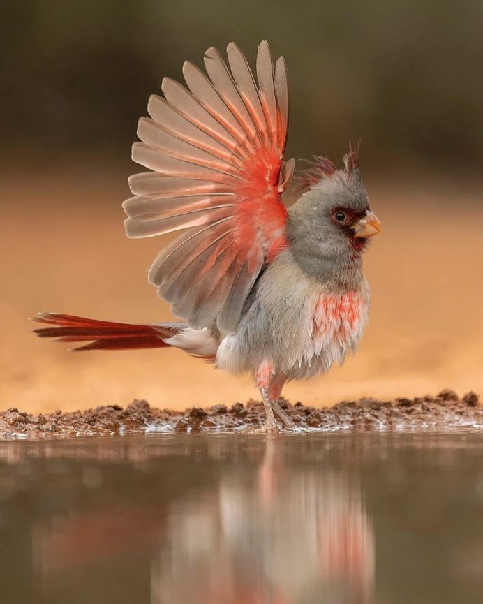 #bird_brilliance: Fascinating Bird Photography by Hector Astorga