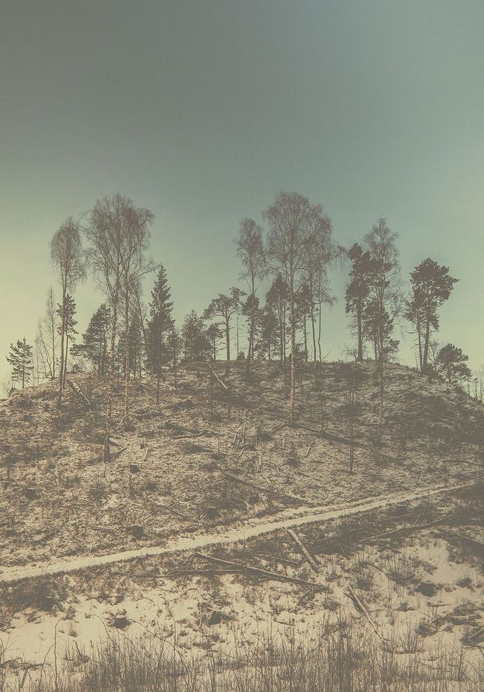 Copse #sweden #nordic #tree #pine #sollefteã¥ #forest #copse