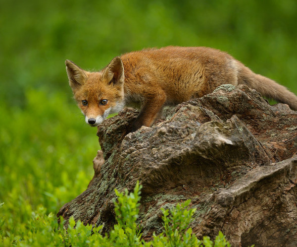 Wildlife Photography by Edwin Kats #inspiration #wildlife #photography