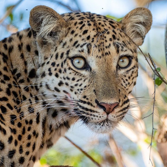 Awesome Close-Up Portraits of Wild Animals by Rudi Hulshof