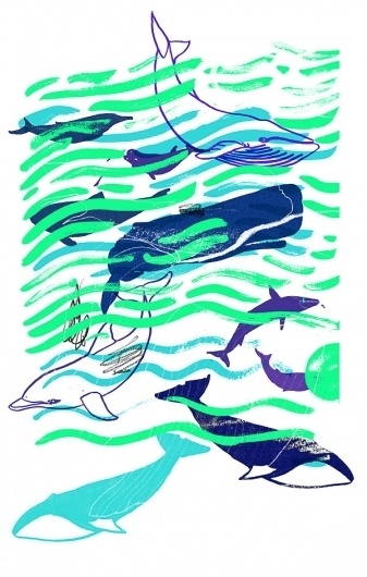 Holly Wales #whales