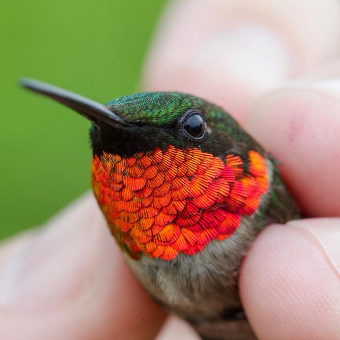 #birdstagram: Wonderful Bird Photography by Sean Graesser