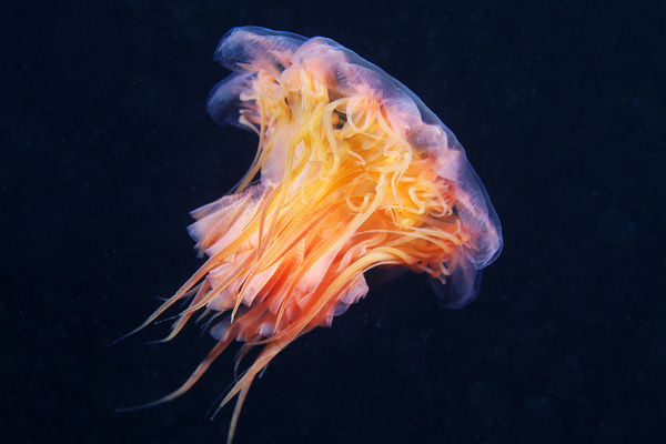 Cyanea-capillata #nature