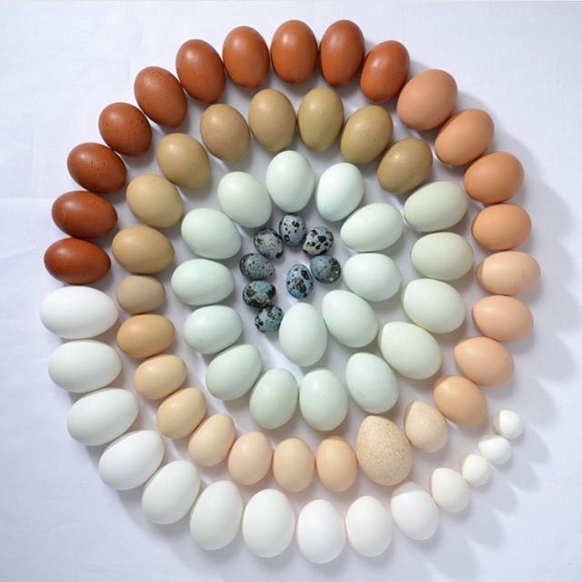 incredible egg color swirl by @hey_jules_studio