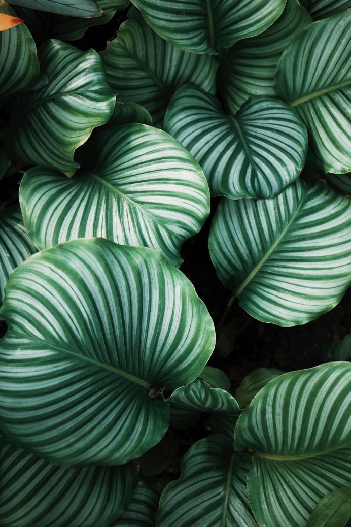 Plant, leaf, botany and green HD photo by Ren Ran (@renran) on Unsplash