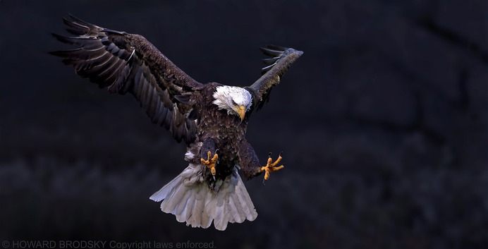 Bald Eagle ........Dark foreboding skies .SILENT ......pre-storm atmosphere....with a touch of fog. :-))